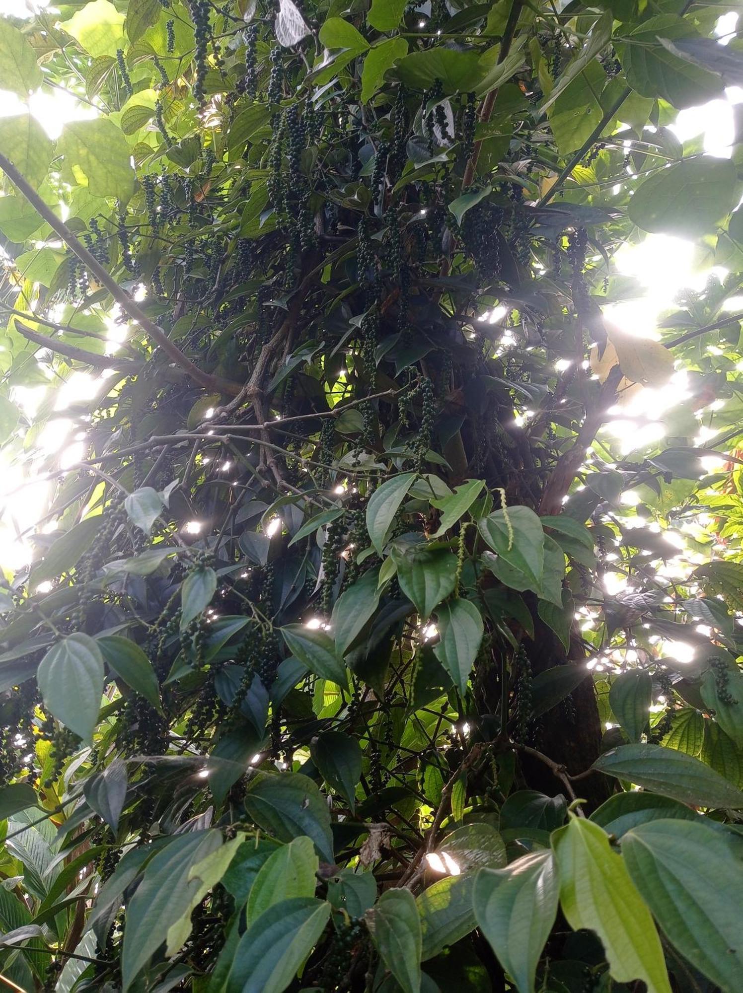 Munnar Home Stay Teadrops Plantation Villa Exterior photo