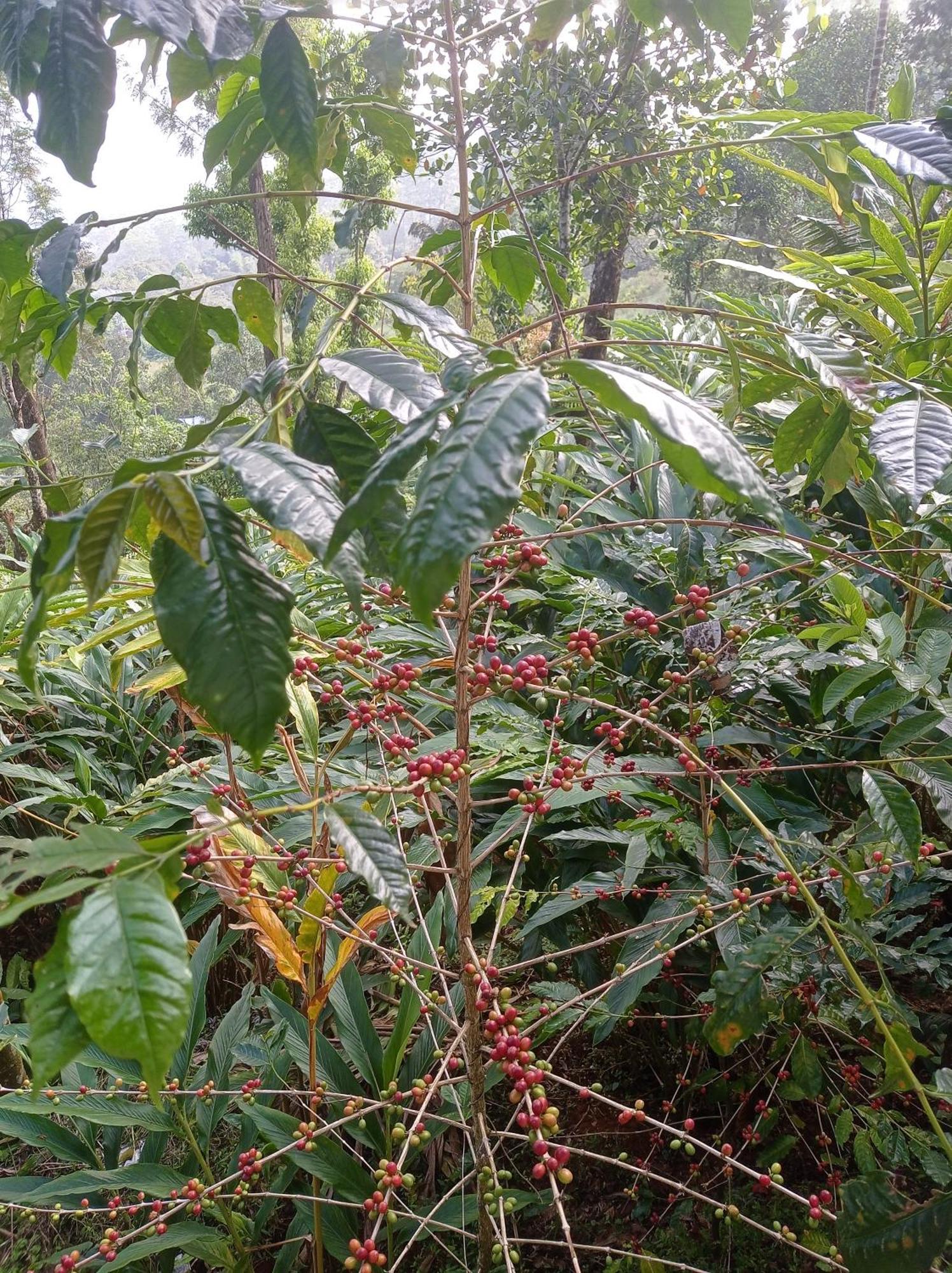 Munnar Home Stay Teadrops Plantation Villa Exterior photo